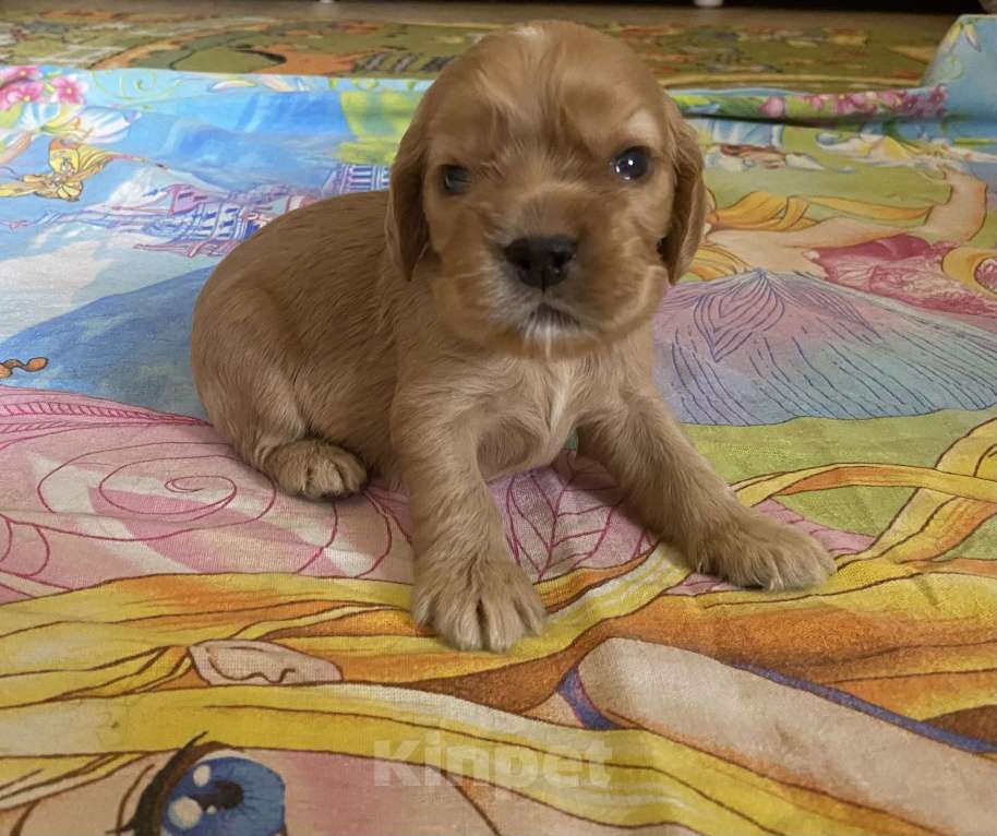 Собаки в Барнауле: Продам щенка Девочка, 20 000 руб. - фото 2