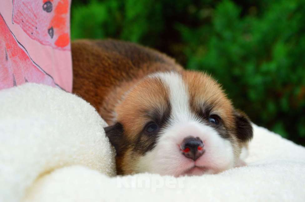 Собаки в Краснодаре: Щенки вельш корги пемброк Мальчик, 50 000 руб. - фото 3