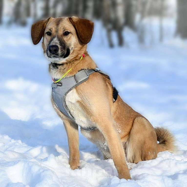 Собаки в Москве: Стеша Девочка, Бесплатно - фото 2