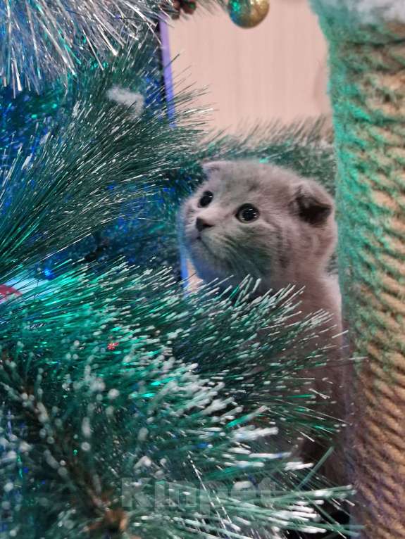Кошки в Краснодаре: Шотландский вислоухий короткошерстный Мальчик, 10 000 руб. - фото 3