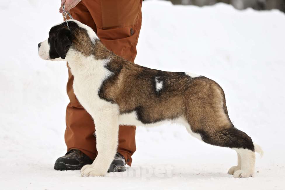 Собаки в Костроме: Щенки сенбернара, великан, друг, силач, сторож Разнополые, Бесплатно - фото 4