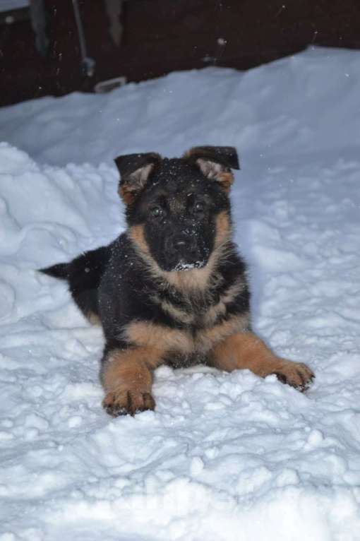 Собаки в Томске: Немецкая овчарка щенок Девочка, 55 000 руб. - фото 3