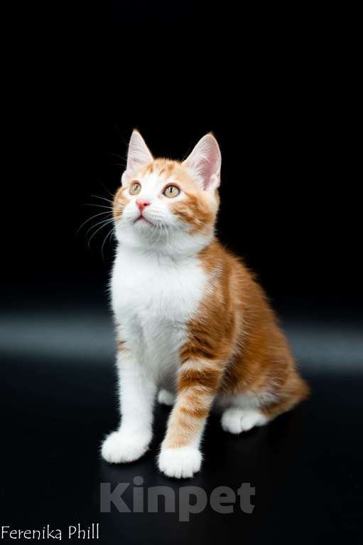 Кошки в Хабаровске: Котёнок курильского бобтейла Ференика Фил Леван Мальчик, 40 000 руб. - фото 9