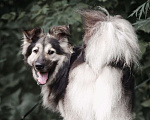 Собаки в Москве: Джей в поисках дома Мальчик, Бесплатно - фото 1