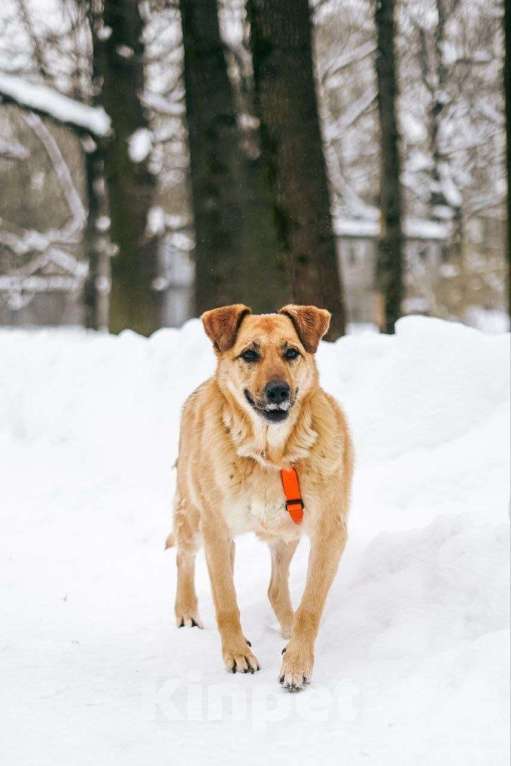 Собаки в Москве: Чудесная Лесси ищет дом Девочка, Бесплатно - фото 6