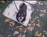 Собаки в Смоленске: 🐶Нашлась собачка Мальчик, Бесплатно - фото 1