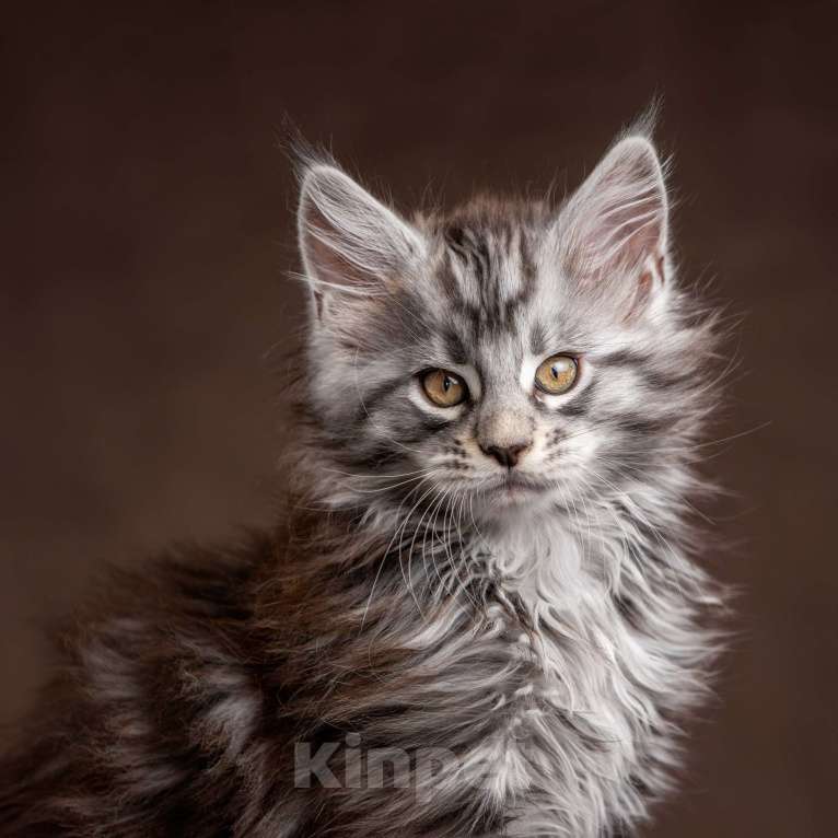 Кошки в других городах Ленинградской области: Мей-куны полидакты - котята в &quot; руковичках&quot; Мальчик, 45 000 руб. - фото 2