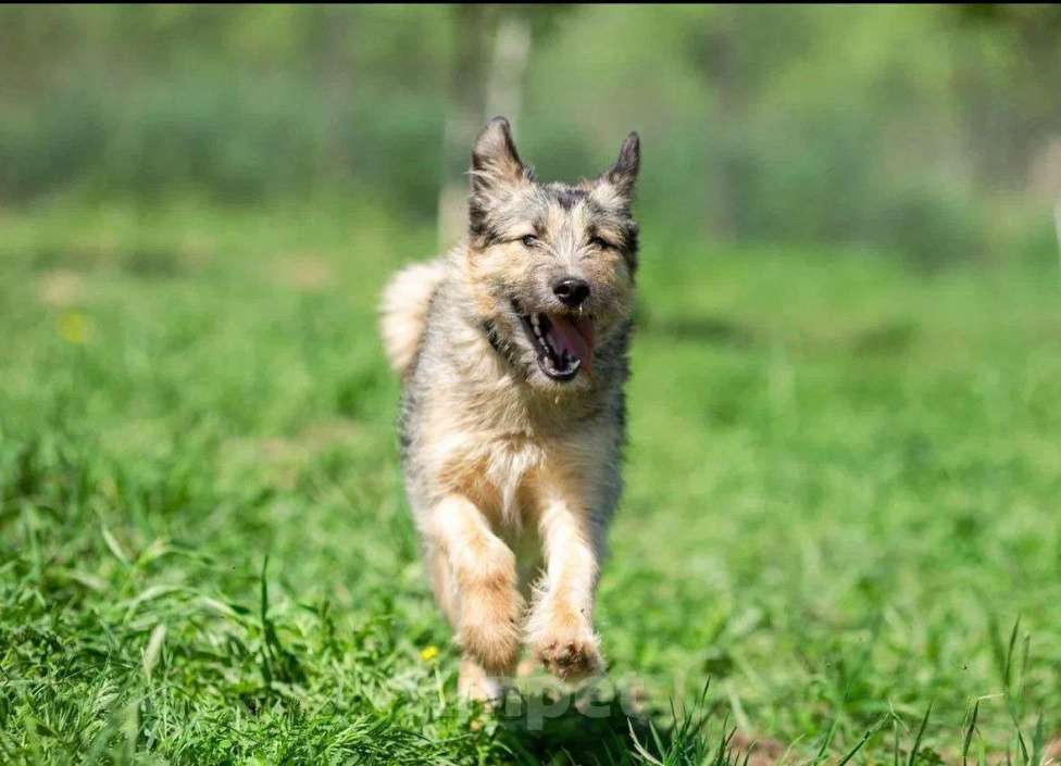 Собаки в Москве: Сонечка в поисках дома Девочка, Бесплатно - фото 3