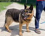 Собаки в Москве: Верона - немецкая овчарка,в добрые руки Девочка, Бесплатно - фото 2