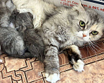 Кошки в Кемерово: Котята 1 месяц, родились 3 августа,  Мальчик, Бесплатно - фото 10