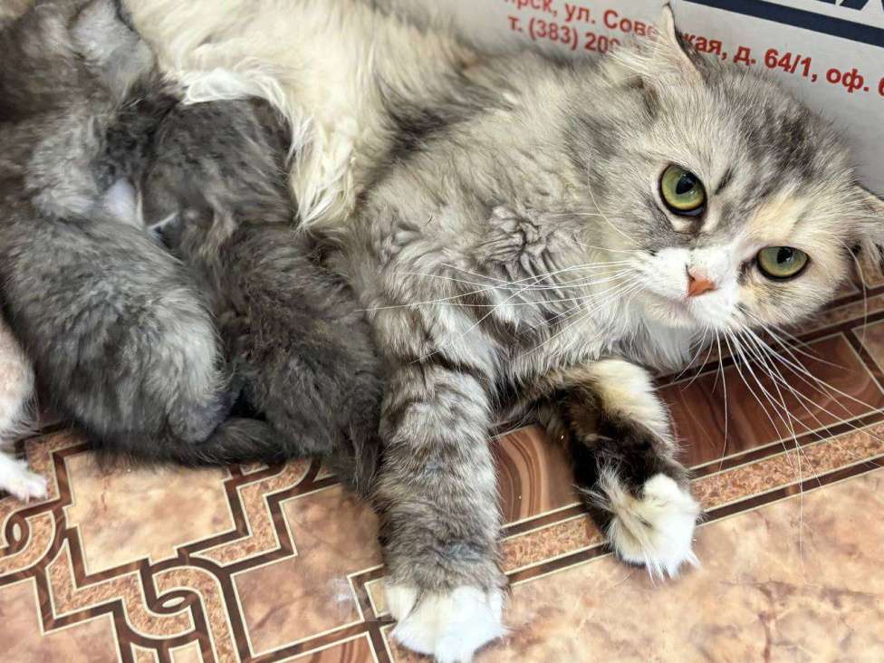 Кошки в Кемерово: Котята 1 месяц, родились 3 августа,  Мальчик, Бесплатно - фото 10