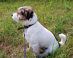 Собаки в Пскове: Вязка. Джек рассел терьер, 1 руб. - фото 2