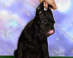 Собаки в Москве: Очароваровательна черная красавица. кане корсо, 40 000 руб. - фото 2