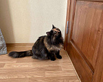 Кошки в Малоархангельске: Ласковая и Стерилизованная кошка, Бесплатно - фото 7