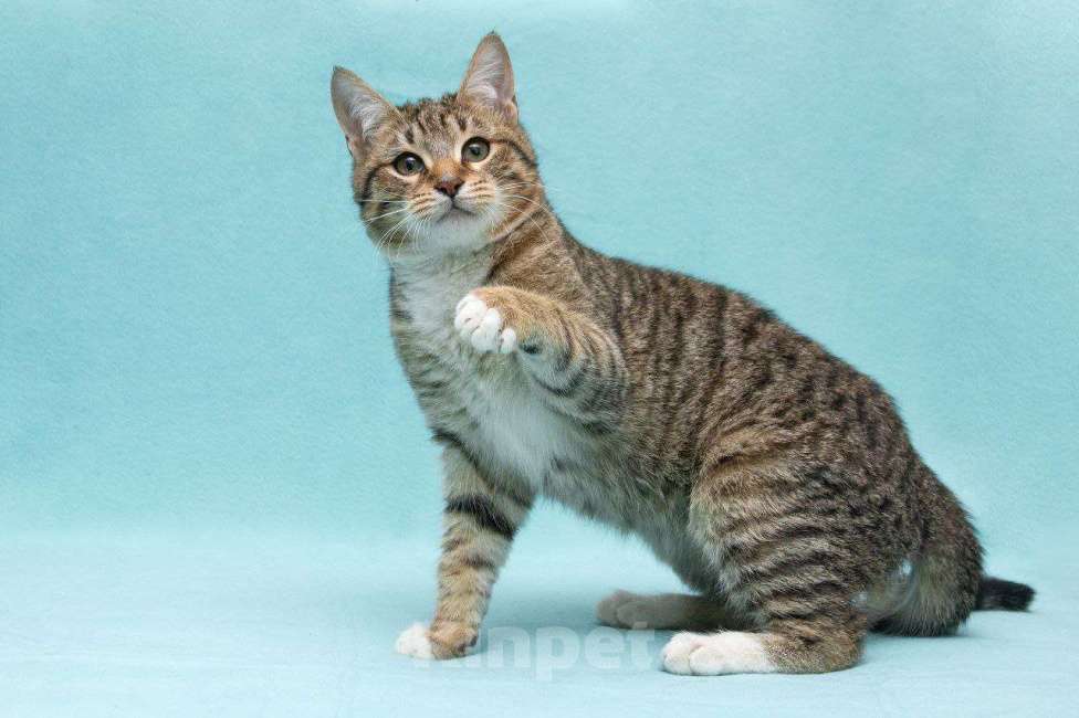 Кошки в Москве: Котенок Кекс Мальчик, Бесплатно - фото 8