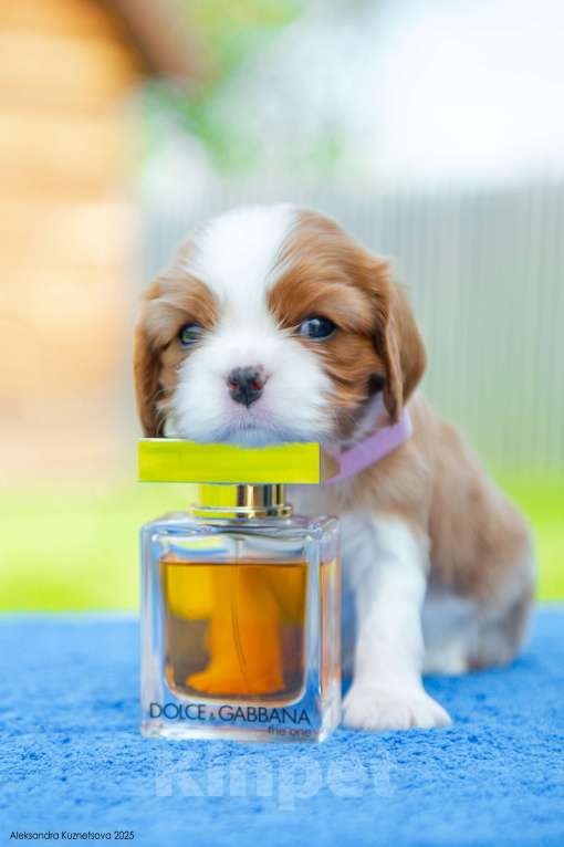 Собаки в Челябинске: Девочка от шикарных титулованных родителей Девочка, Бесплатно - фото 2