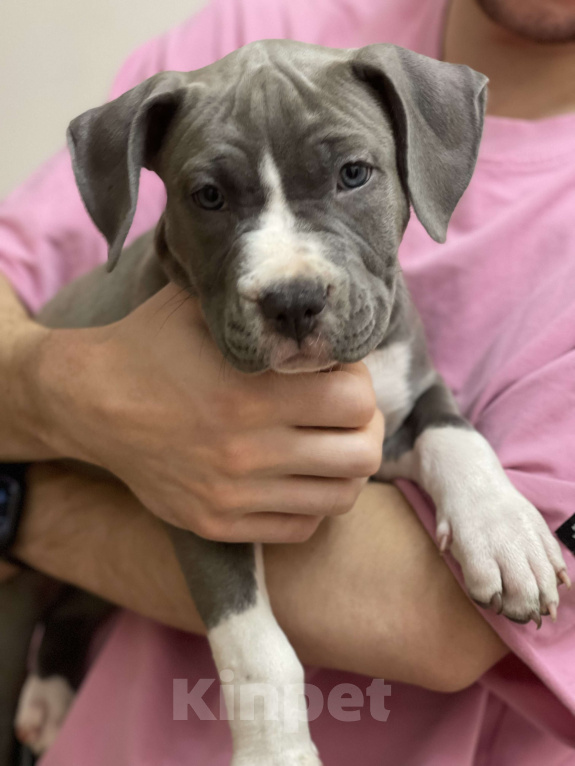 Собаки в Балашихе: Бабочка Девочка, Бесплатно - фото 1