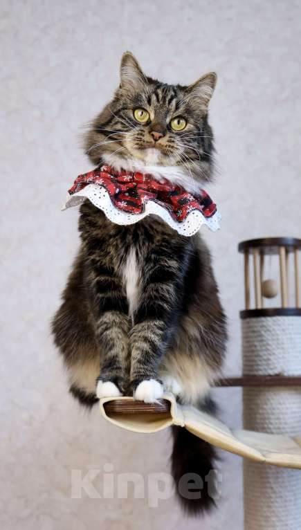 Кошки в Новосибирске: Сибирская кошка Девочка, 15 000 руб. - фото 5