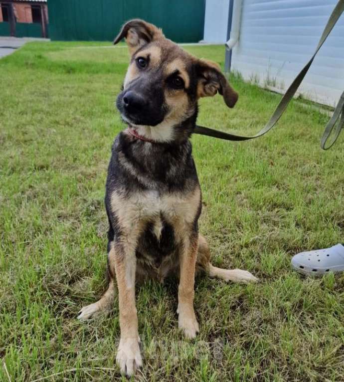 Собаки в Москве: Усыновите Ринго из приюта! Мальчик, Бесплатно - фото 5