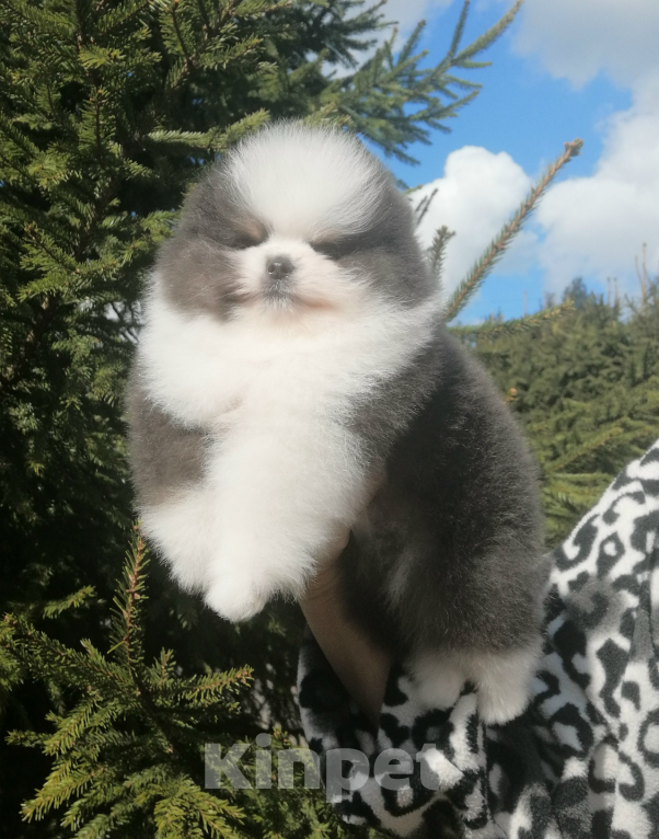 Собаки в Санкт-Петербурге: Шпиц мальчик Мальчик, 70 000 руб. - фото 2