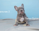 Собаки в Москве: светлый лилак щенок французского бульдога серый Мальчик, Бесплатно - фото 1