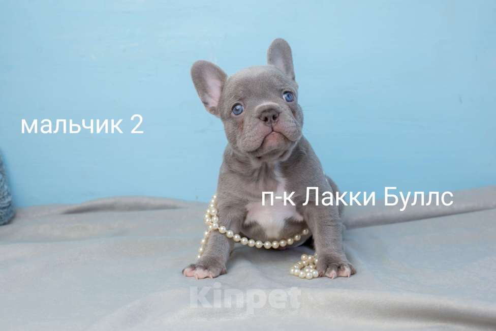 Собаки в Москве: светлый лилак щенок французского бульдога серый Мальчик, Бесплатно - фото 1