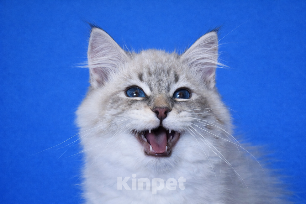 Кошки в Москве: Baron порода Невская маскарадная Мальчик, 60 000 руб. - фото 4