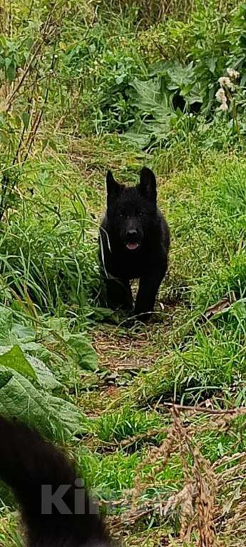 Собаки в Кольчугино: Щенки немецкой овчарки. Девочка, 15 000 руб. - фото 4