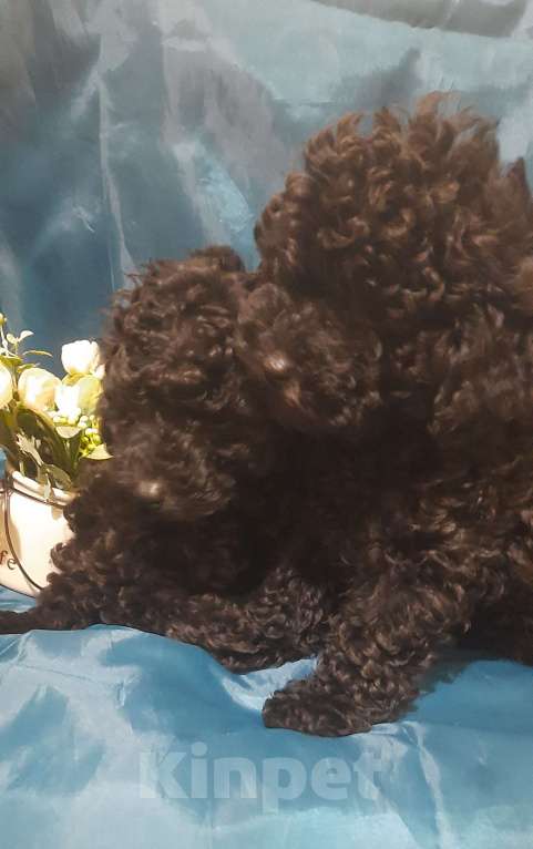 Собаки в Санкт-Петербурге: Щенок Мальчик, 40 000 руб. - фото 3