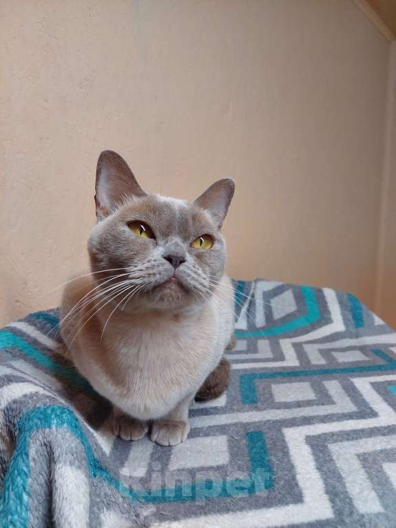 Кошки в Челябинске: Алиса Девочка, 40 000 руб. - фото 9