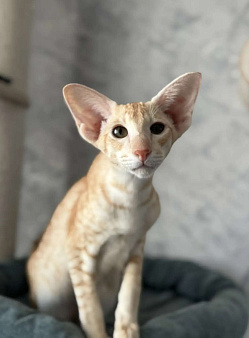 Ориентальный котенок