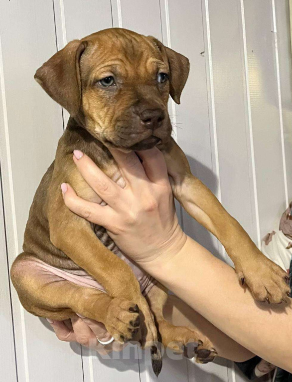 Собаки в Щелково: Щенок породы Прайтер  Девочка, 90 000 руб. - фото 3