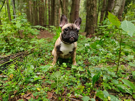 Щенок французского бульдога