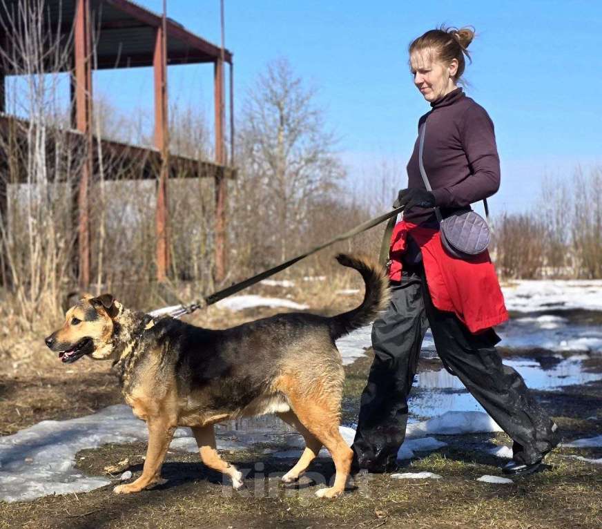 Собаки в Королеве: Очаровательный красавец Дилан разыскивает своего человека! Мальчик, Бесплатно - фото 2