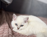 Кошки в Одинцово: Британские короткошерстные котята Разнополые, 25 000 руб. - фото 2