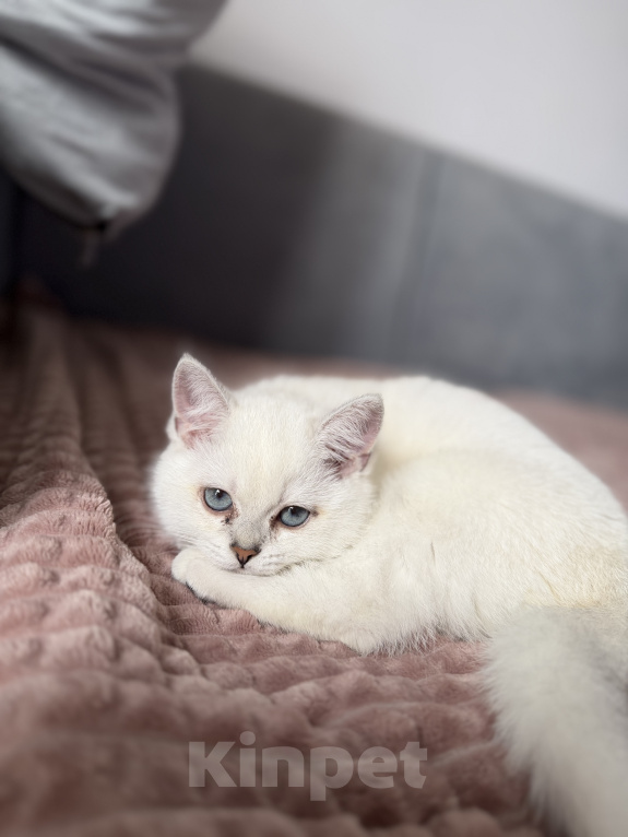Кошки в Одинцово: Британские короткошерстные котята Разнополые, 25 000 руб. - фото 2