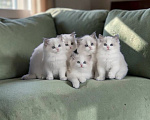 Кошки в Москве: Ragdoll девочки милашки Девочка, 45 000 руб. - фото 1