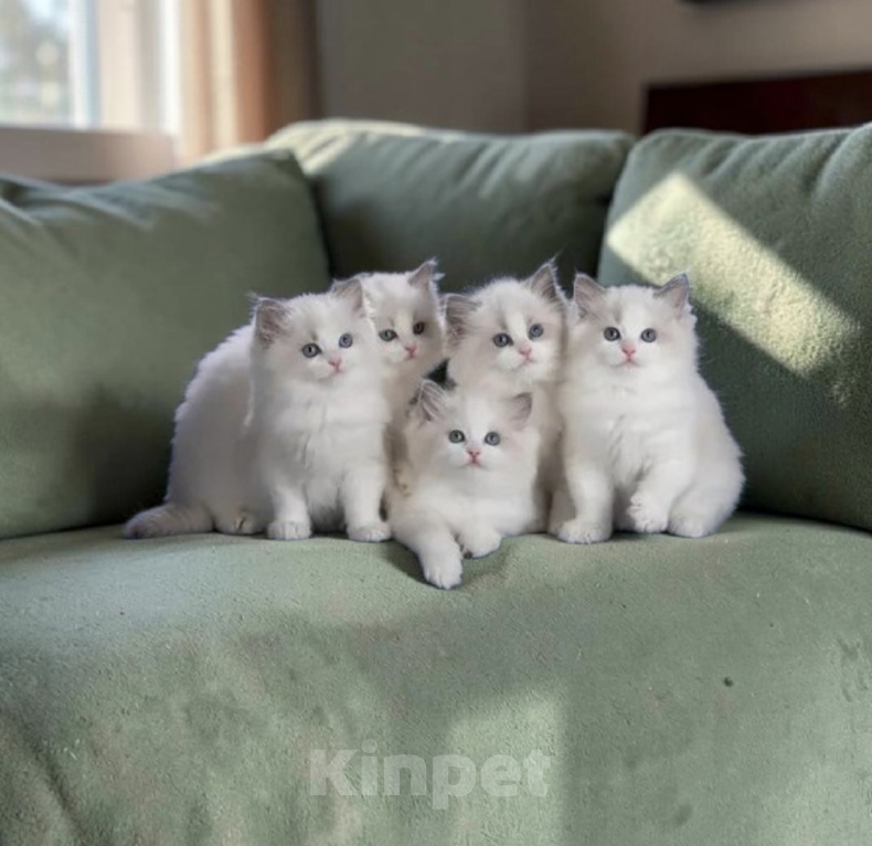 Кошки в Москве: Ragdoll девочки милашки Девочка, 45 000 руб. - фото 1