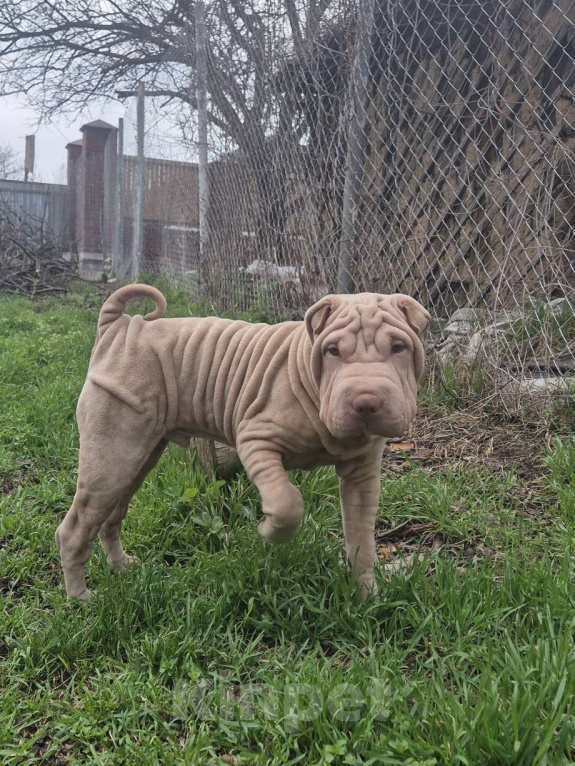 Собаки в Ростове-на-Дону: Щенок шарпея лиловый мальчик Мальчик, 25 000 руб. - фото 3