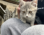Кошки в Минеральном Воде: Котенок в добрые руки Девочка, Бесплатно - фото 2