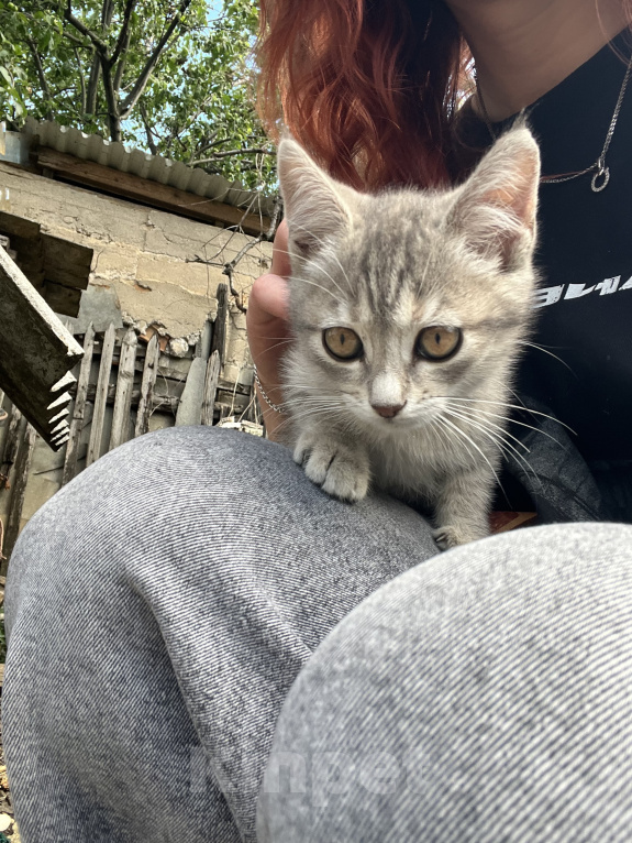Кошки в Минеральном Воде: Котенок в добрые руки Девочка, Бесплатно - фото 2