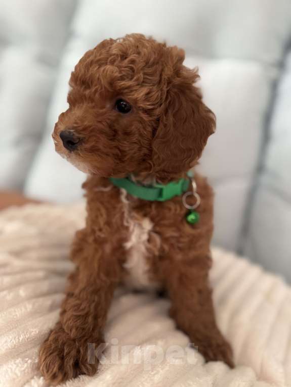 Собаки в Москве: Щенки той пуделя💚 Мальчик, 60 000 руб. - фото 2