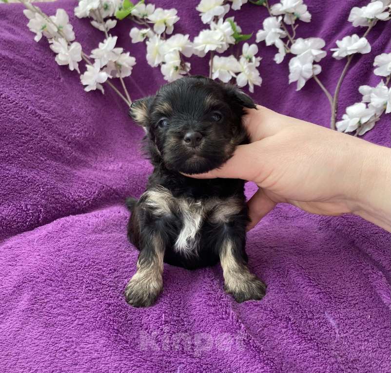 Собаки в Москве: Чёрный йорк мальчик без перецвета Мальчик, 50 000 руб. - фото 8