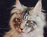 Кошки в Казани: Котик Арон Мальчик, Бесплатно - фото 4