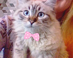 Кошки в Краснодаре: Котята Невская Маскарадная Color Point Blue Point Колор Поинт Пушистые Девочка, 37 000 руб. - фото 1