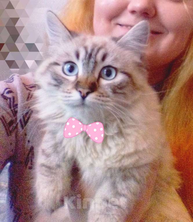 Кошки в Краснодаре: Котята Невская Маскарадная Color Point Blue Point Колор Поинт Пушистые Девочка, 37 000 руб. - фото 1