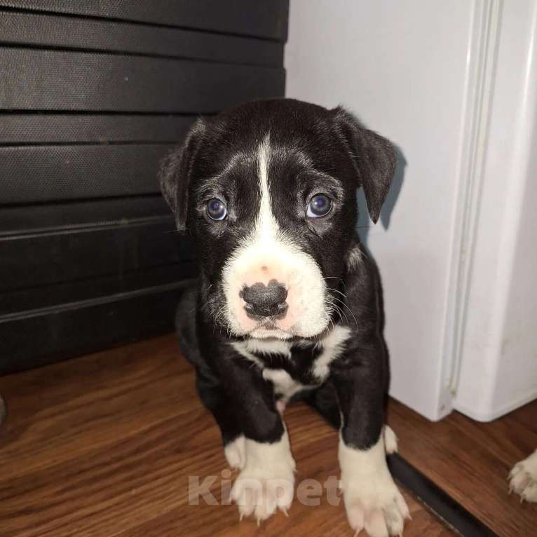 Собаки в Ростове-на-Дону: Щенок  Девочка, Бесплатно - фото 4