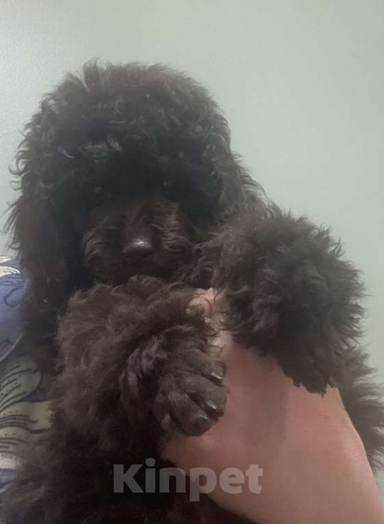 Собаки в Москве: Миниатюрная девочка пудель Девочка, Бесплатно - фото 1