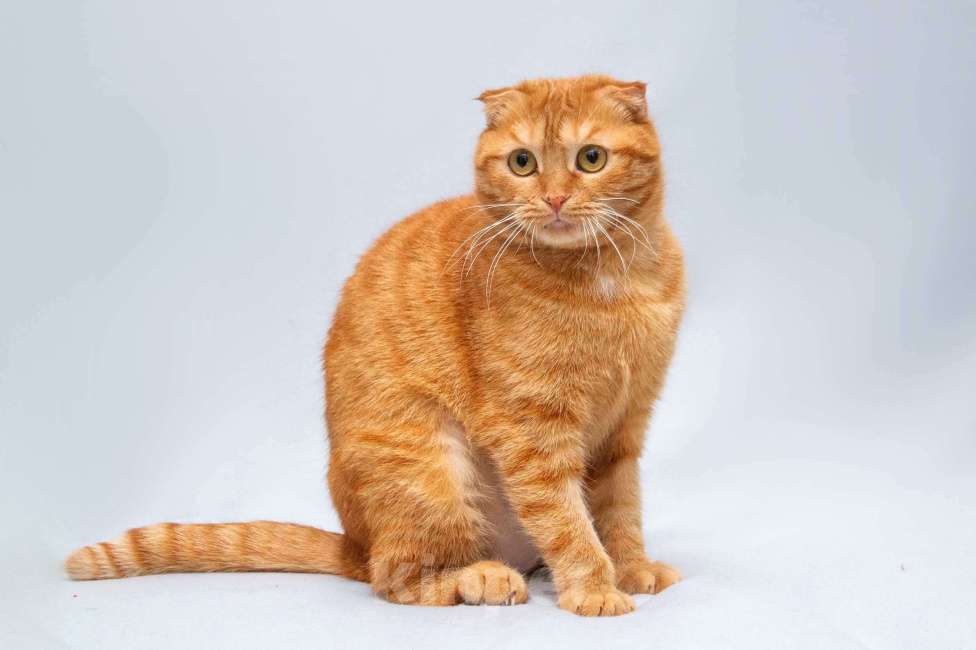 Кошки в Москве: Рыжая шотландская вислоухая кошка Манго в добрые руки Девочка, 1 руб. - фото 4