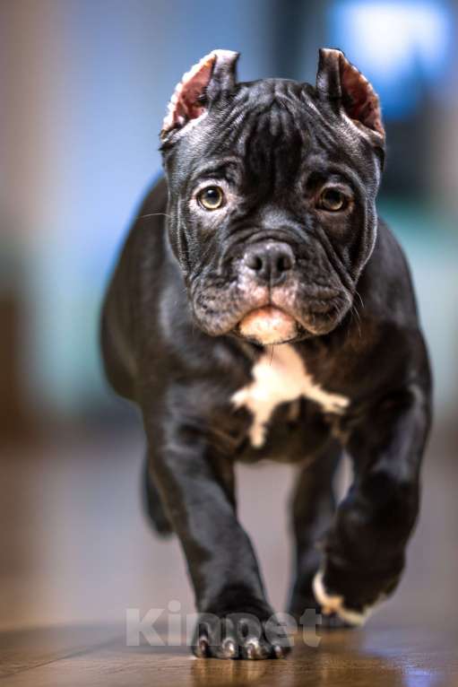 Собаки в Видном: Американский булли, мальчик Буч Мальчик, Бесплатно - фото 4